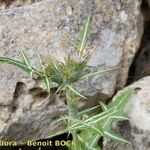 Galactites duriaei Libunga