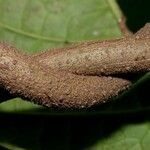 Prestonia portobellensis Corteza