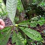 Kutchubaea surinamensis Leaf