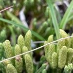 Diphasiastrum alpinum Flower