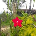 Ipomoea quamoclitFlower