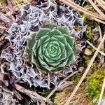 Sempervivum heuffelii Schott葉