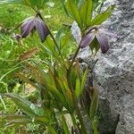 Helleborus purpurascens Blomst
