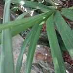 Cymbidium lowianum List