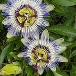 Passiflora caeruleaᱵᱟᱦᱟ