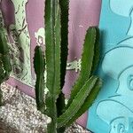 Euphorbia candelabrum Feuille