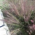 Muhlenbergia capillaris Лист