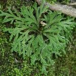 Selaginella tamariscina Foglia