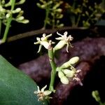 Passovia pyrifolia その他の提案