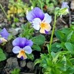 Viola tricolor 花