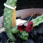 Huernia macrocarpa Flower