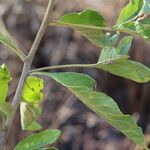 Gymnanthemum amygdalinum Blatt