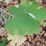 Macleaya microcarpa Frunză