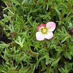 Saxifraga rosacea Kvet