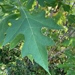 Montanoa hibiscifolia Frunză