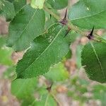 Zanthoxylum clava-herculis Hoja