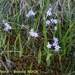 Scilla monophyllos Habit