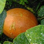 Cucurbita maxima 果實