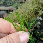 Psilotum nudum Leaf