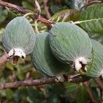 Feijoa sellowiana ഫലം