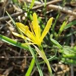 Narcissus cavanillesii Flower