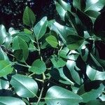 Polyscias mackeei Habit