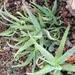 Aloe tororoana 葉