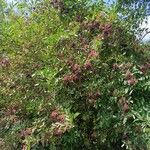 Sambucus nigra आदत