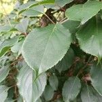 Actinidia arguta Blad