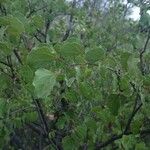 Bauhinia lunarioides موطن