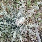 Echium angustifolium Habit