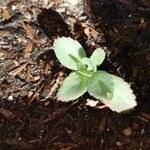 Kalanchoe millotii Blad