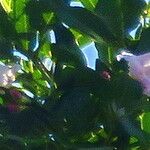 Tabebuia heterophylla Flor