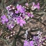 Limonium tuberculatum Blüte