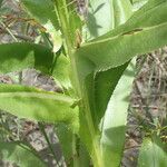 Cirsium monspessulanum Bark