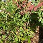 Nandina domesticaList