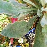 Lychnis coronaria Blatt