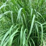 Panicum virgatumഇല