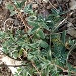 Helianthemum cinereum Folio