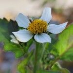 Bidens pilosa Flower