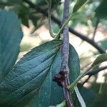 Karpatiosorbus bristoliensis