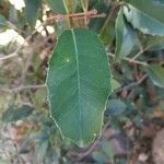 Ilex mitis Blad