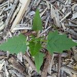 Chenopodiastrum hybridum Leaf