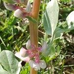 Vicia faba Fiore