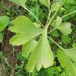 Ginkgo bilobaBlad