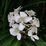 Hedychium coronarium Flower