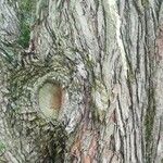 Metasequoia glyptostroboides Cortiza