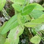 Emilia coccinea Leaf