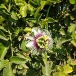 Passiflora edulis Virág