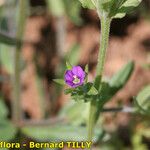 Legousia hybrida Sonstige